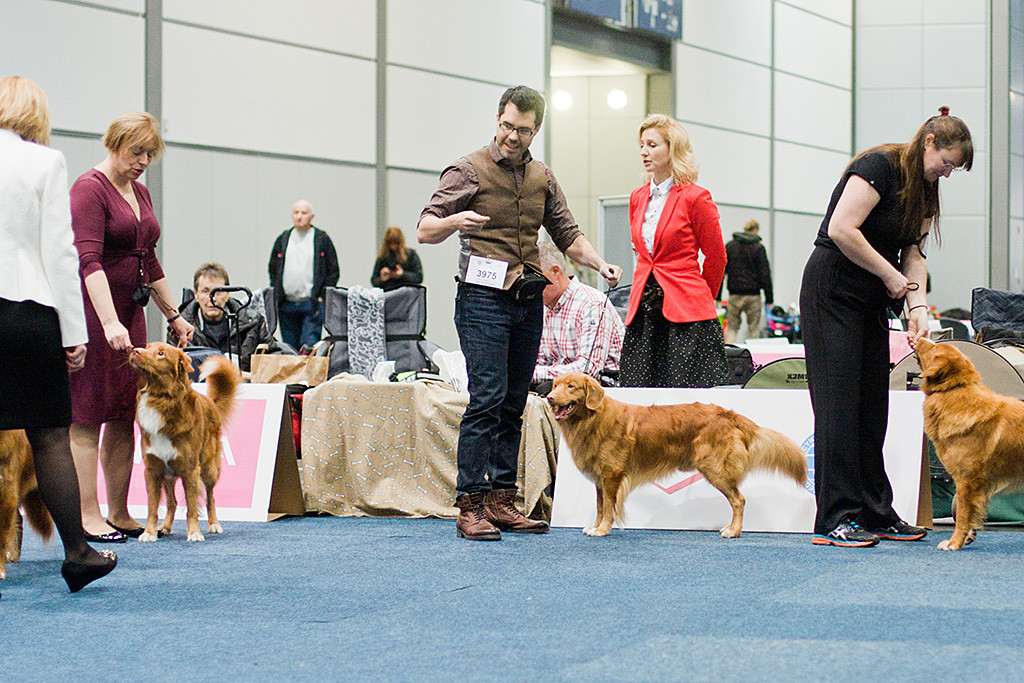 Edison steht mit den anderen Hunden in der Championklasse im Ring