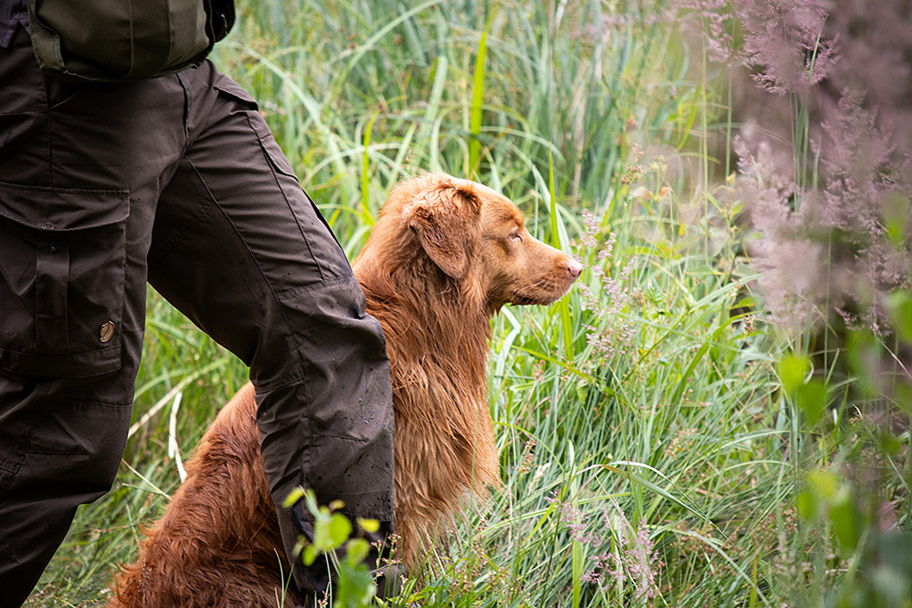 Edison sitzt im hohen Gras an Stephans linken Bein und schaut aufmerksam nach vorn