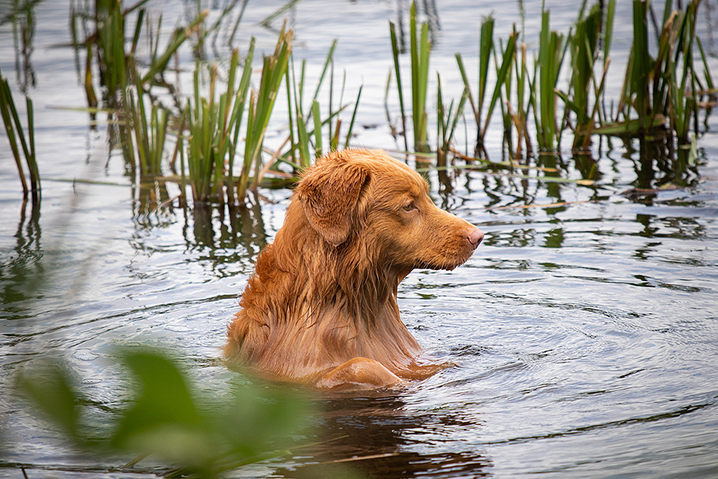 Edison macht nach dem Stop-Pfiff förmlich Männchen im Wasser um zu Stephan zu schauen