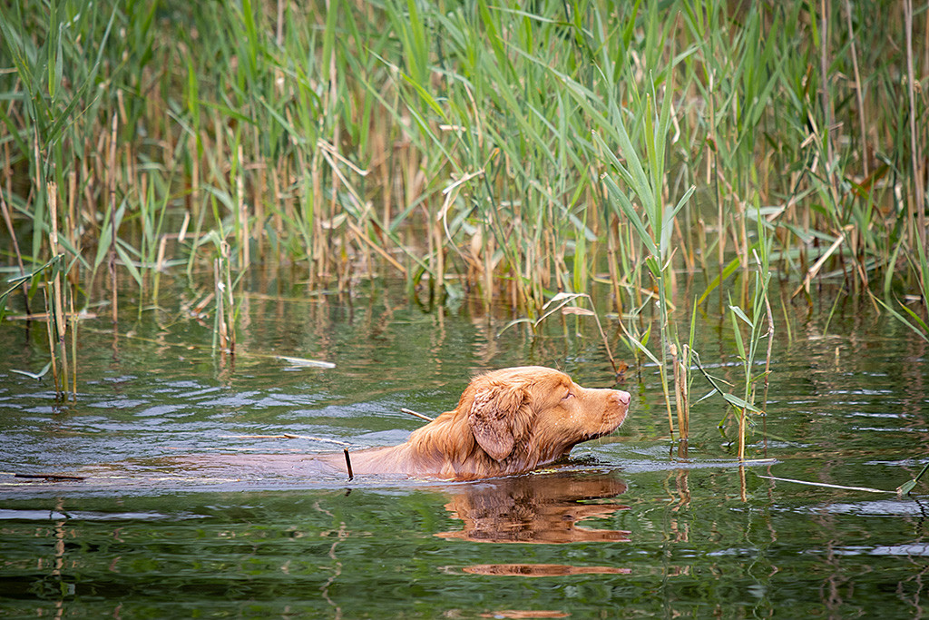 Edison schwimmt am Rande des Schilfs und sucht nach dem Wasserdummy