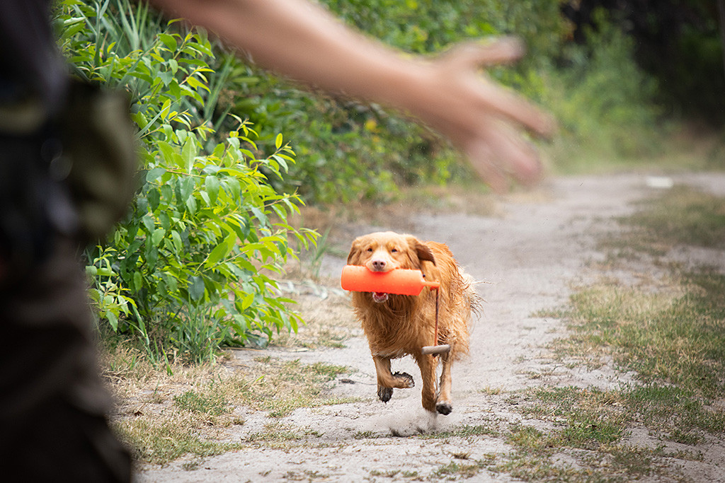 Edison fliegt förmlich mit dem orangenem Wasserdummy im Fang über Land zurück zu Stephan