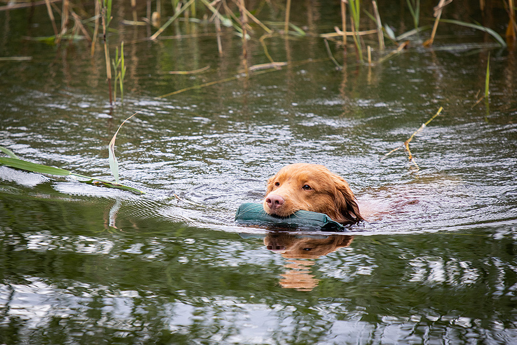 Edison schwimmt mit einem grünen Dummy im Fang aus dem Schilf kommend zurück