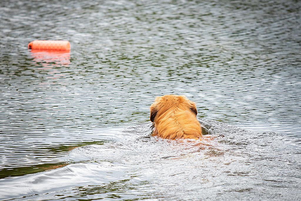 Edison schwimmt den weiten Weg zum orangenem Wasserdummy