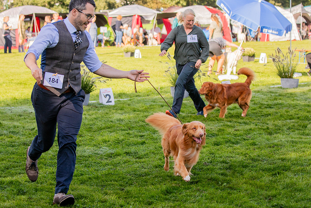 Newton läuft freudig an Stephans Seite mit einem weiteren Toller durch den Ring