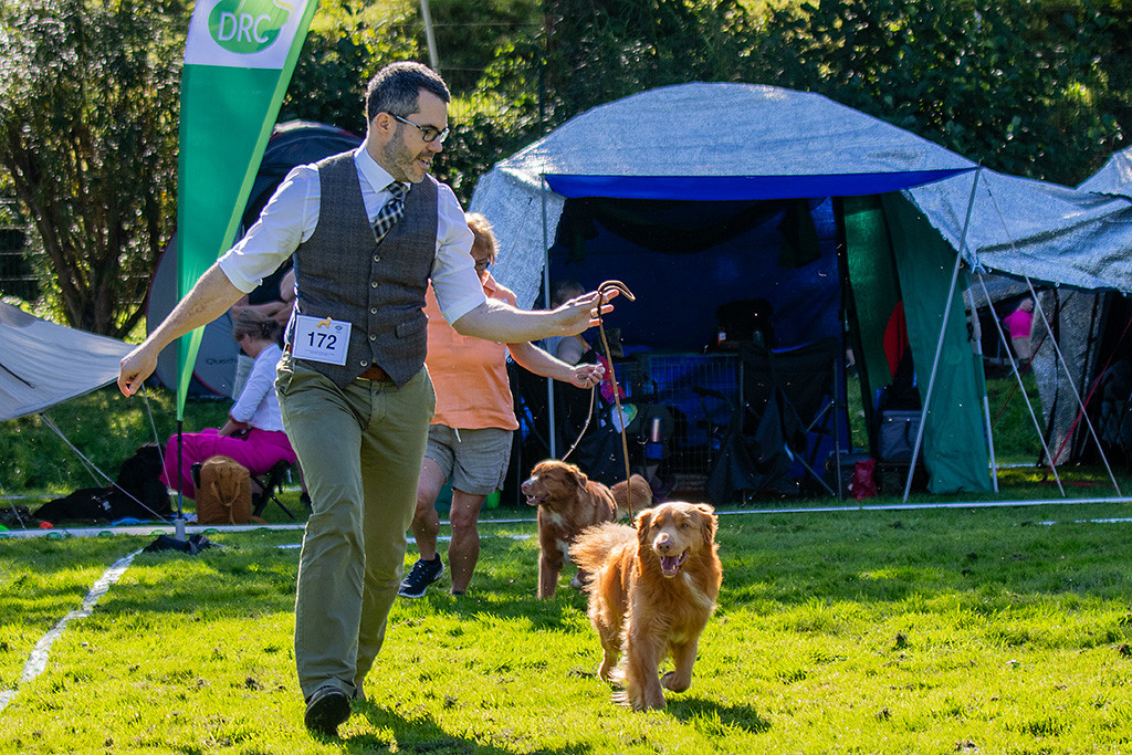 Newton läuft freudig an Stephans Seite durch den Ring