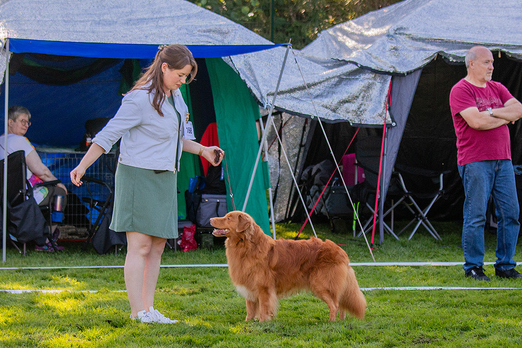 Edison steht in perfekter Pose im Seitenprofil im Gras präsentiert von Ann-Kathrin