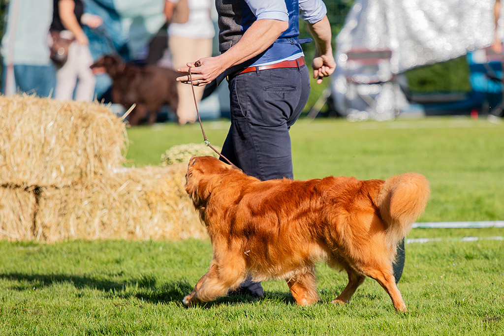 Edison läuft im perfekten Kreuzgang an Stephans Seite durch den Ring