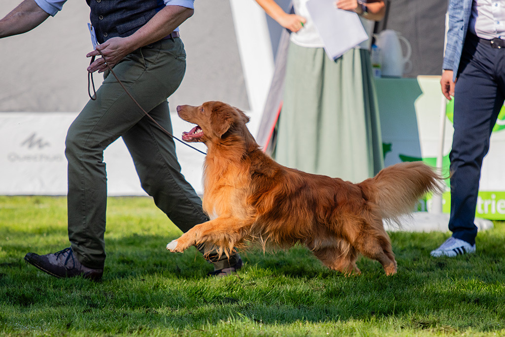 Newton springt förmlich an Stephans Seite, um eine Runde zu laufen