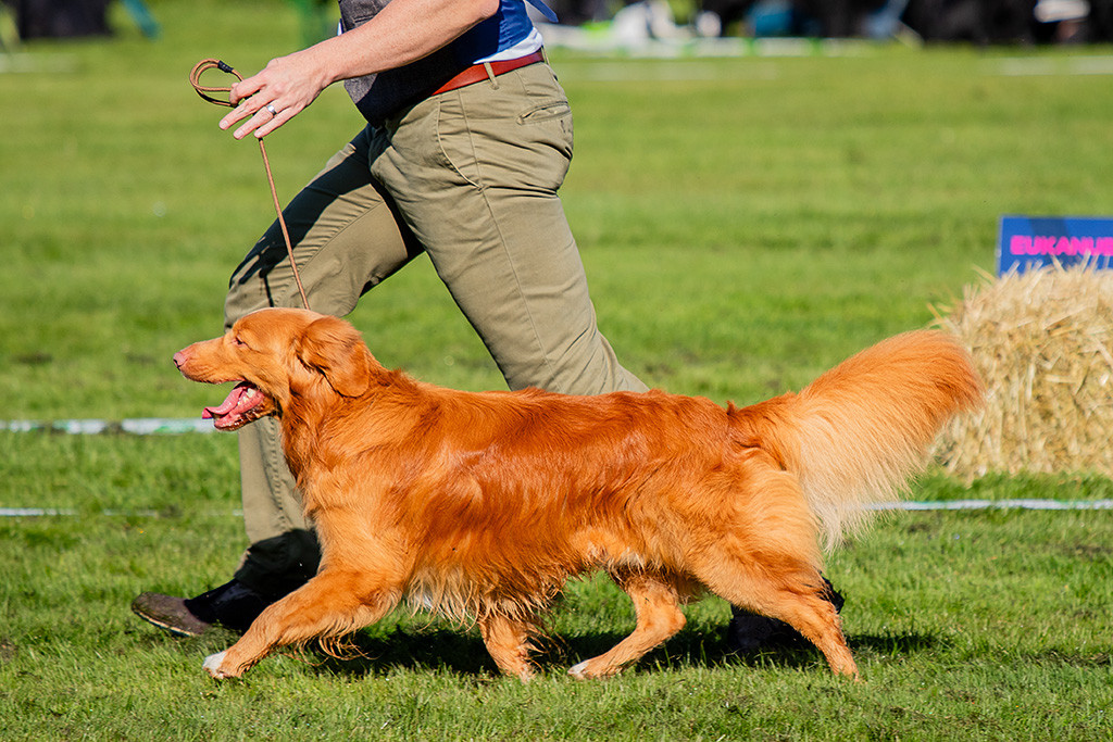 Newton läuft im perfekten Kreuzgang an Stephans Seite durch den Ring