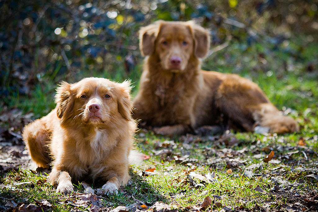 Edison und Frieda liegen entspannt zusammen, Frieda ist scharfgestellt