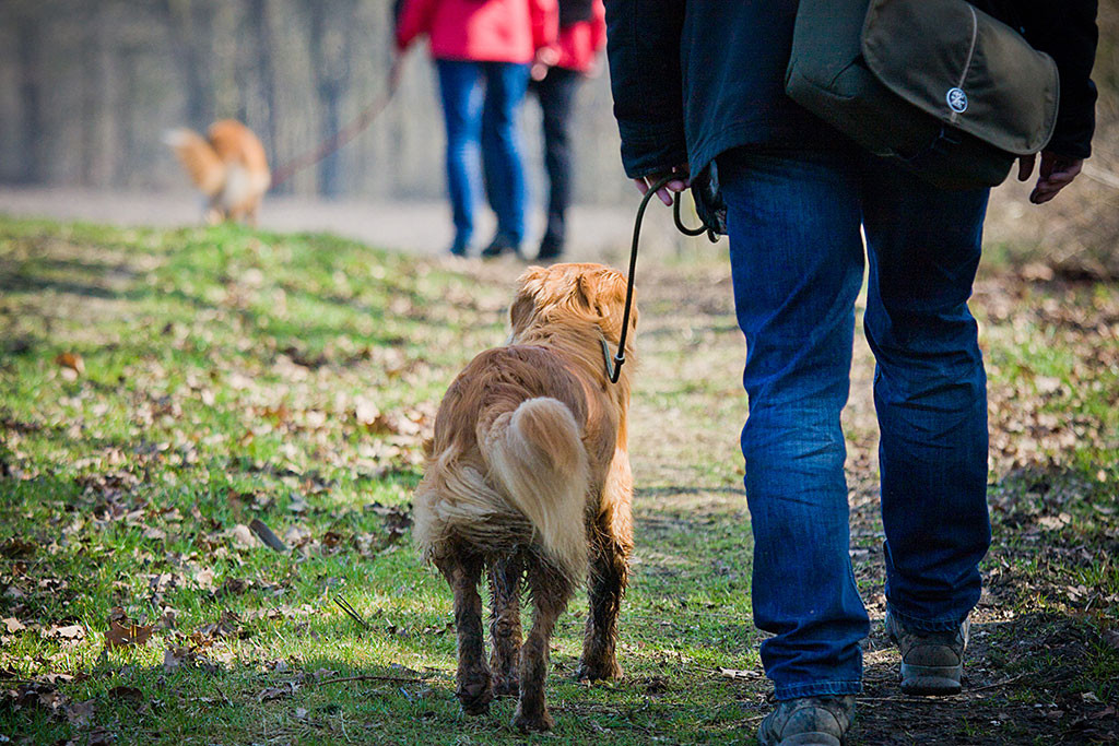 Edison läuft angeleint an Stephans Seite