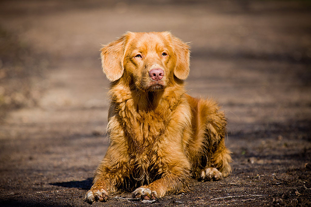 Edison macht Platz in der Sonne und schaut ganz aufmerksam