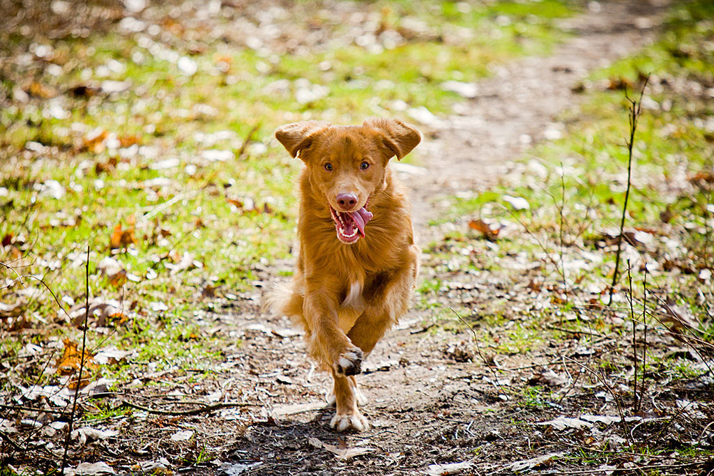 Edison rennt auf die Kamera zu, seine Zunge hängt dabei raus