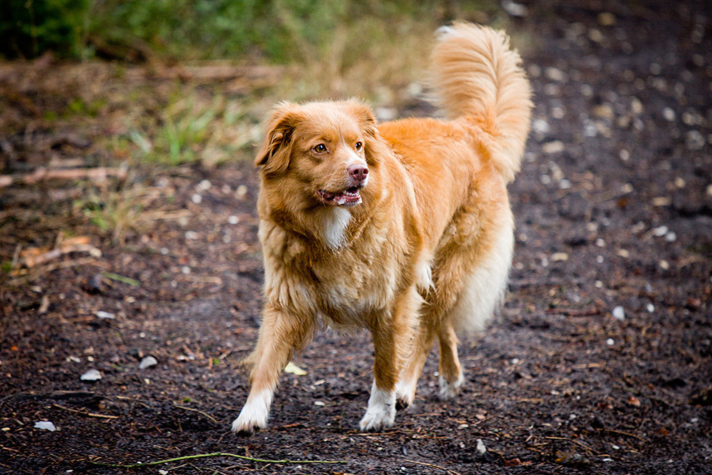 Frieda läuft auf dunklem Waldboden und schaut dabei aufmerksam zur Seite