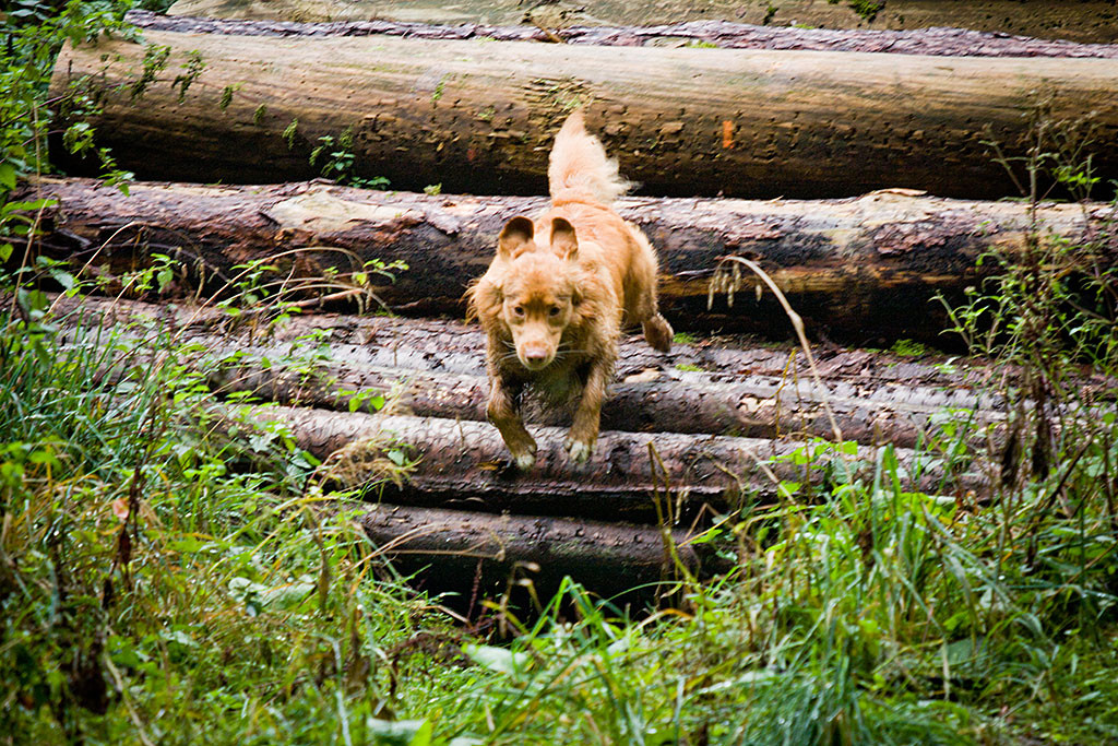 Edison springt von einem Stapel Baumstämmen herunter