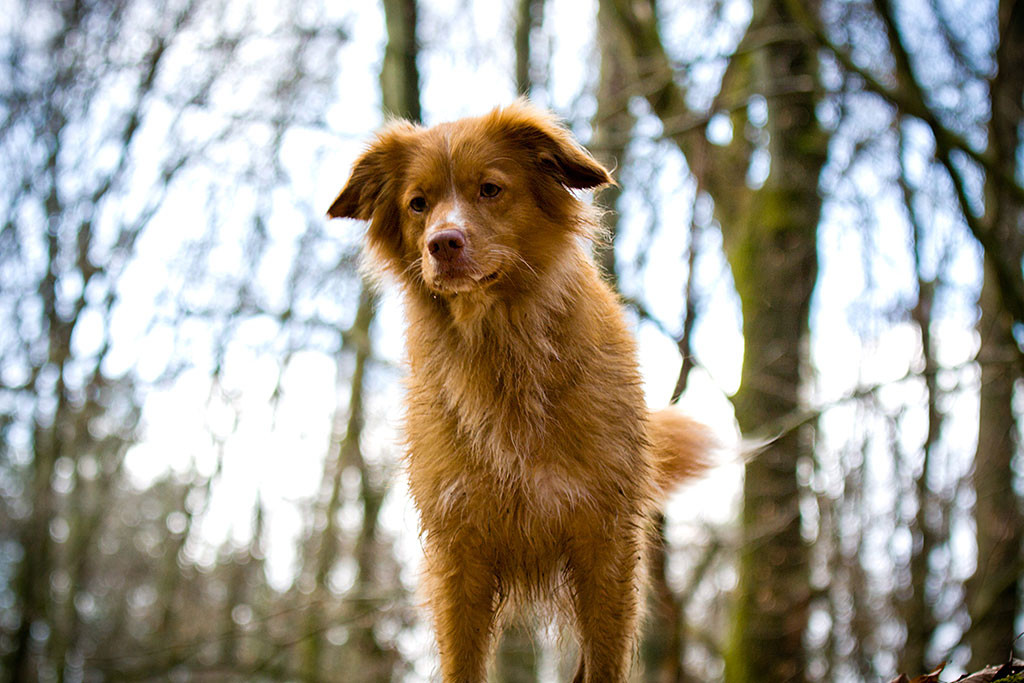 Frieda steht erhöht und schaut auf uns herunter