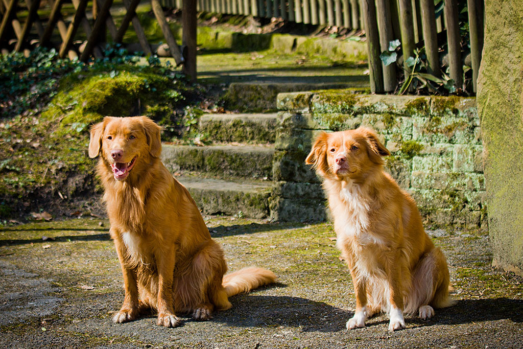 Edison und Frieda sitzen nebeneinander und schauen beide aufmerksam nach vorn, Edison hechelt dabei