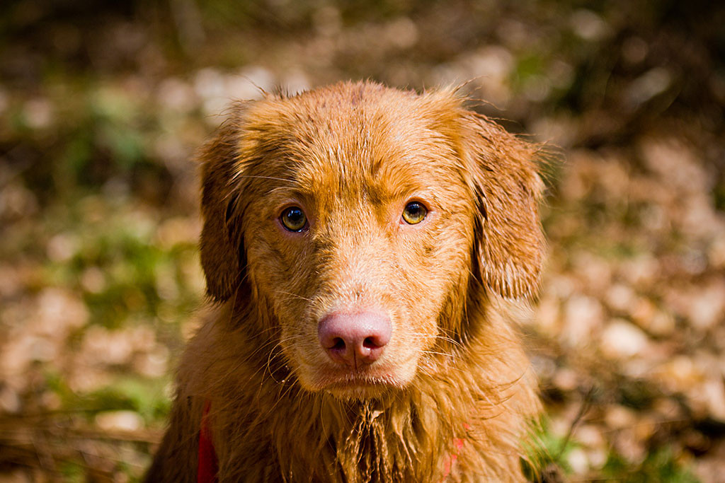 Edison guckt klitschnass mit angelegten Ohren in die Kamera