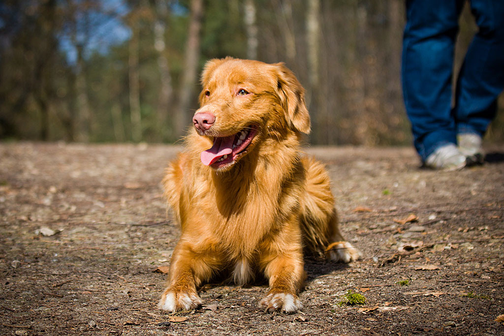 Edison liegt im Platz und lächelt