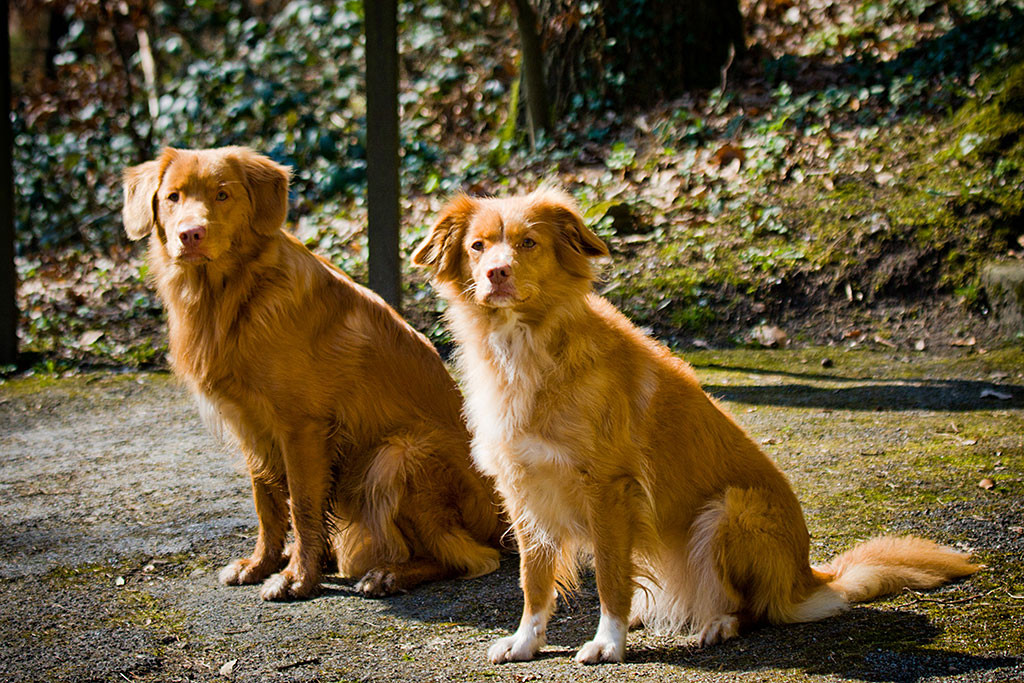 Edison und Frieda sitzen nebeneinander und schauen beide aufmerksam nach vorn