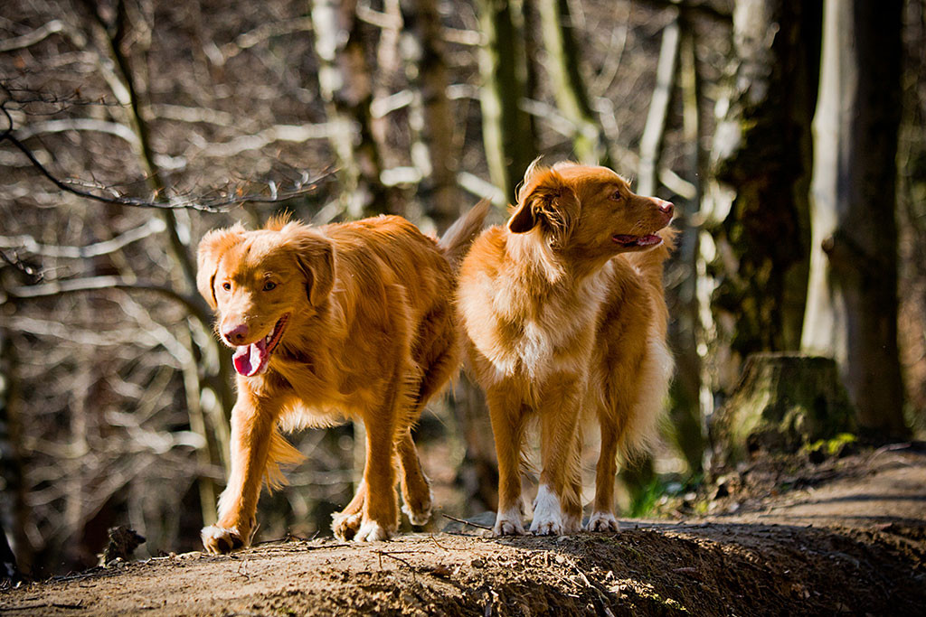 Edison und Frieda laufen auf einer Anhöhe