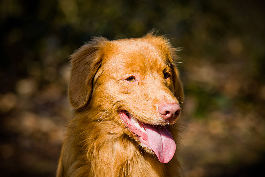 Edisons Kopf in Nahaufnahme während er hechelt