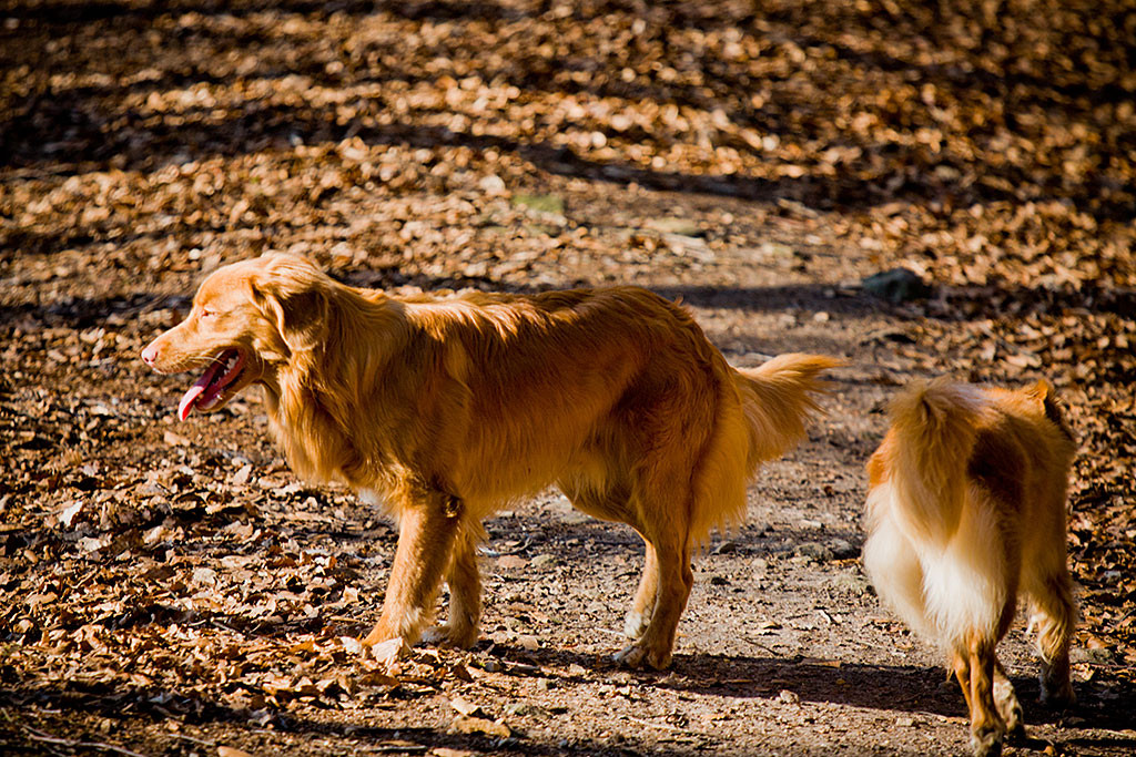 Edison und Frieda stöbern durchs Laub