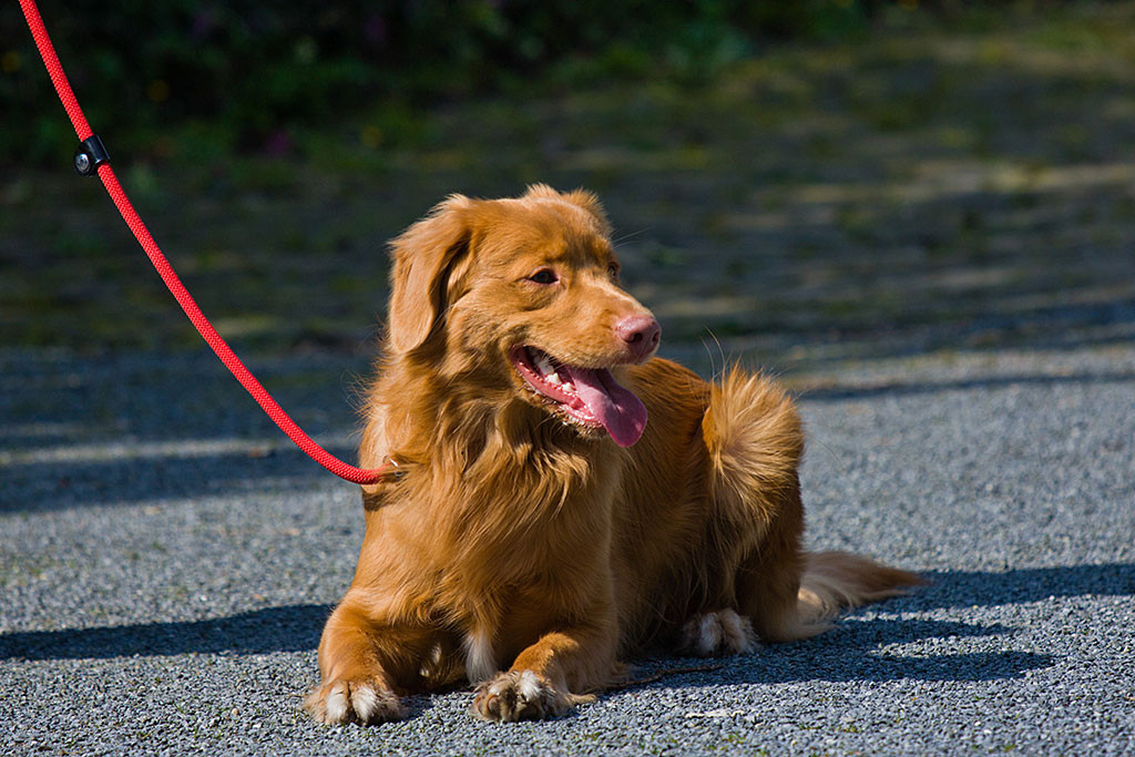 Edison hechelt während er angeleint im Platz verweilt
