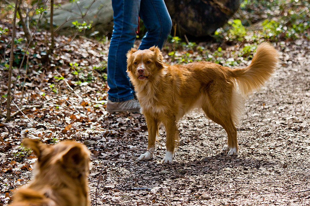 Edison kommt auf Frieda zugerannt, die überrascht drein schaut