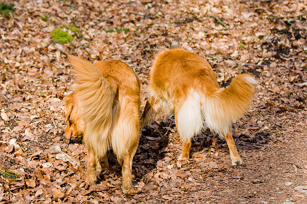 Edisons und Friedas Hinterteilansicht