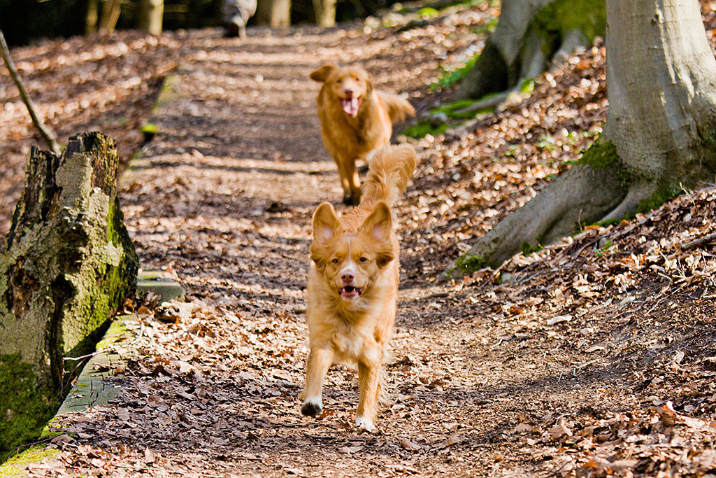 Edison rennt hinter Frieda her,  die auf die Kamera zu läuft