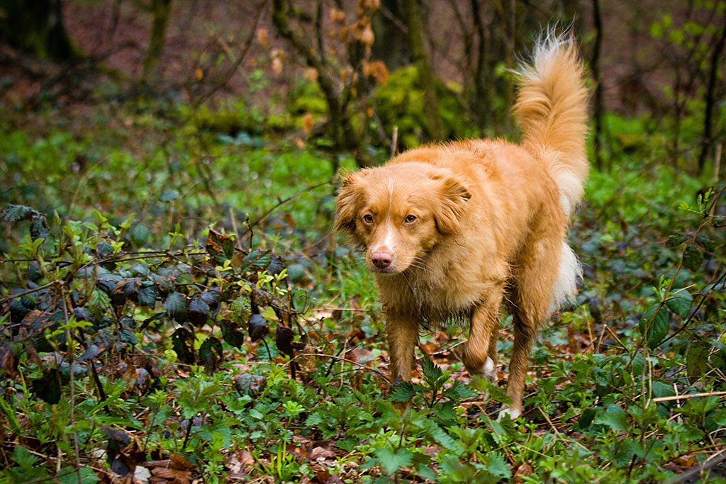 Frieda schreitet über den Waldboden