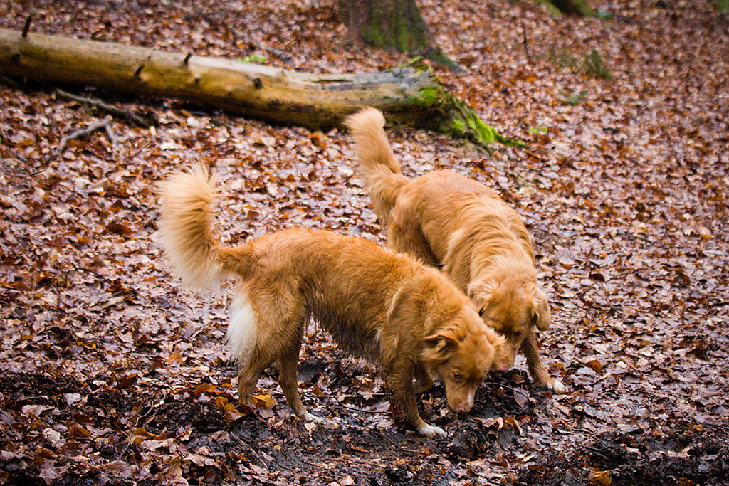 Edison und Frieda schnüffeln im nassen Laub