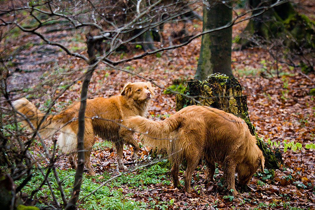 Edison schnüffelt im Wald während Frieda sich umschaut