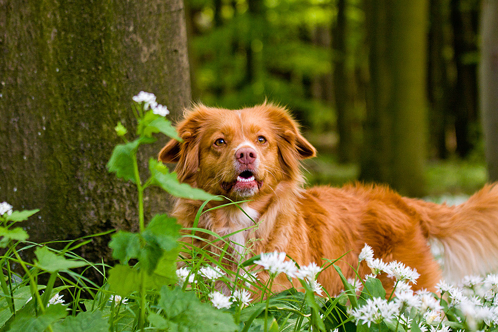 Frieda durchschreitet ein Meer aus blütendem Bärlauch