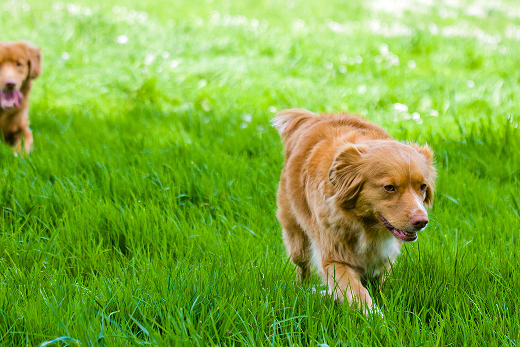 Frieda durchschreitet hohes Gras dicht gefolgt von Edison