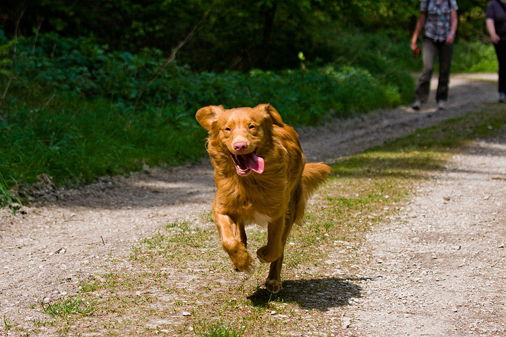 Edison rennt mit heraushängender Zunge auf die Kamera zu
