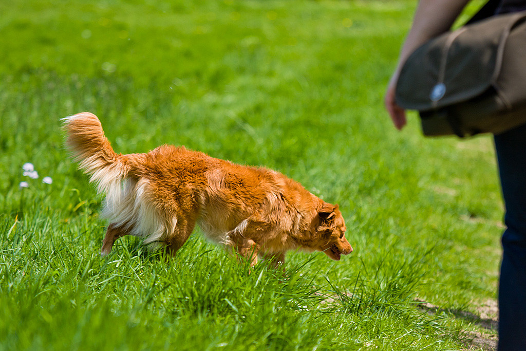 Frieda läuft entlang des Wegesrandes, im Vordergrund ist unscharf Julias Arm und die Fototasche zu sehen