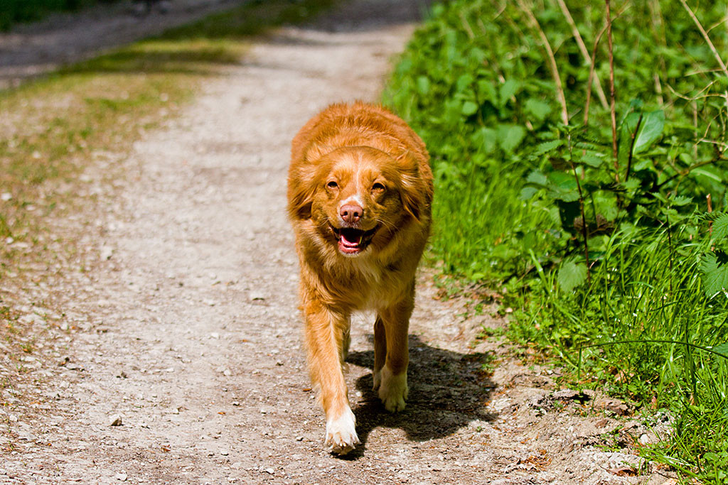 Frieda läuft mit angelegten Ohren lächelnd auf die Kamera zu