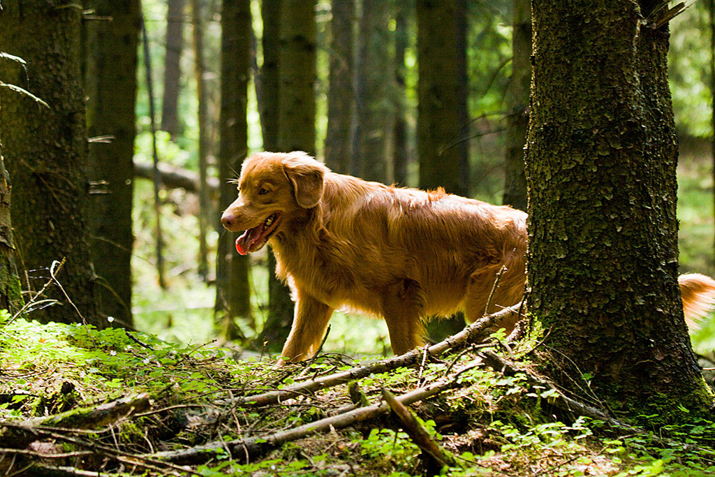 Edison durchquert hächelnd das Unterholz des Waldes