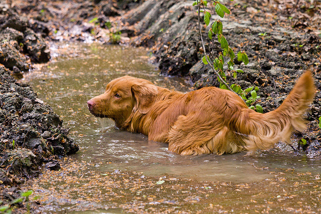 Edison nimmt ein Bad in einer großen Schlammpfütze