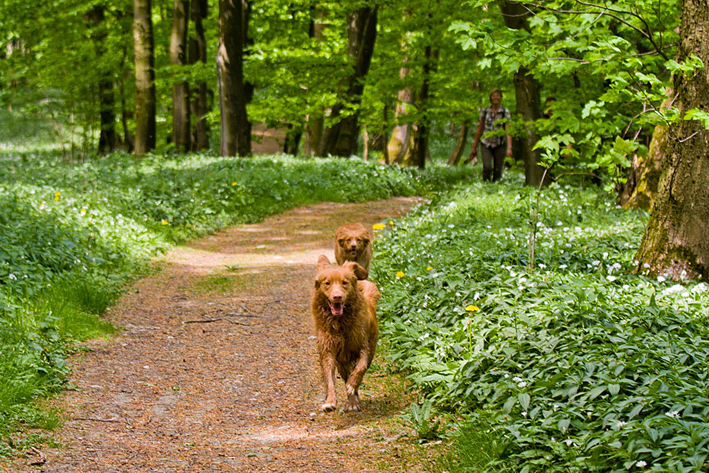 Edison rennt auf die Kamera zu, dicht gefolgt von Frieda