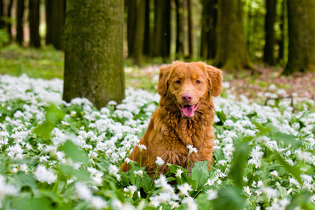 Edison sitzt lächelnd in einem Meer von blütendem Bärlauch