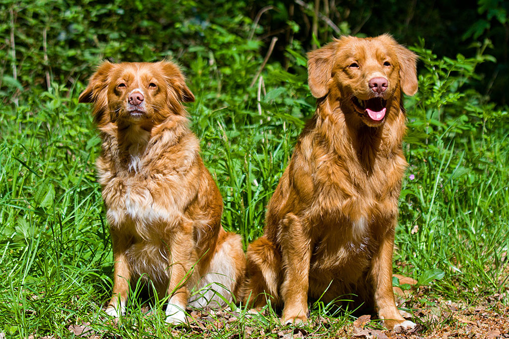 Edison und Frieda sitzen nebeneinander auf dem Waldboden