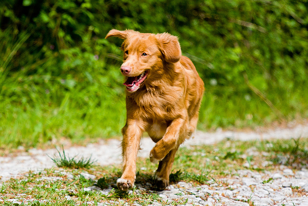 Edison läuft freudig auf die Kamera zu