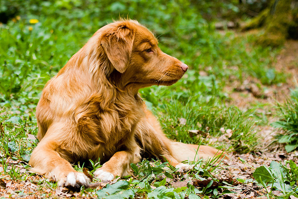 Edison liegt entspannt auf dem Waldboden und schaut zur Seite