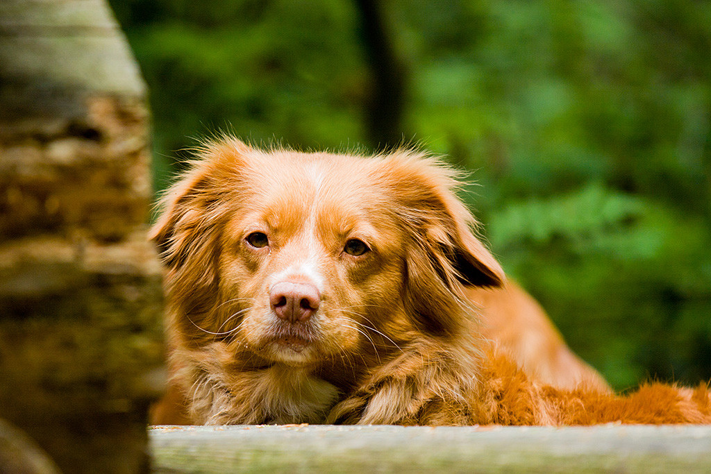 Frieda schaut ertappt direkt in die Kamera