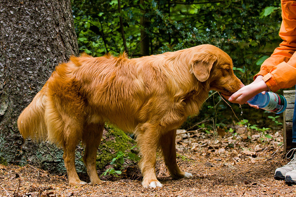 Edison trinkt Wasser aus Sigrids Hand