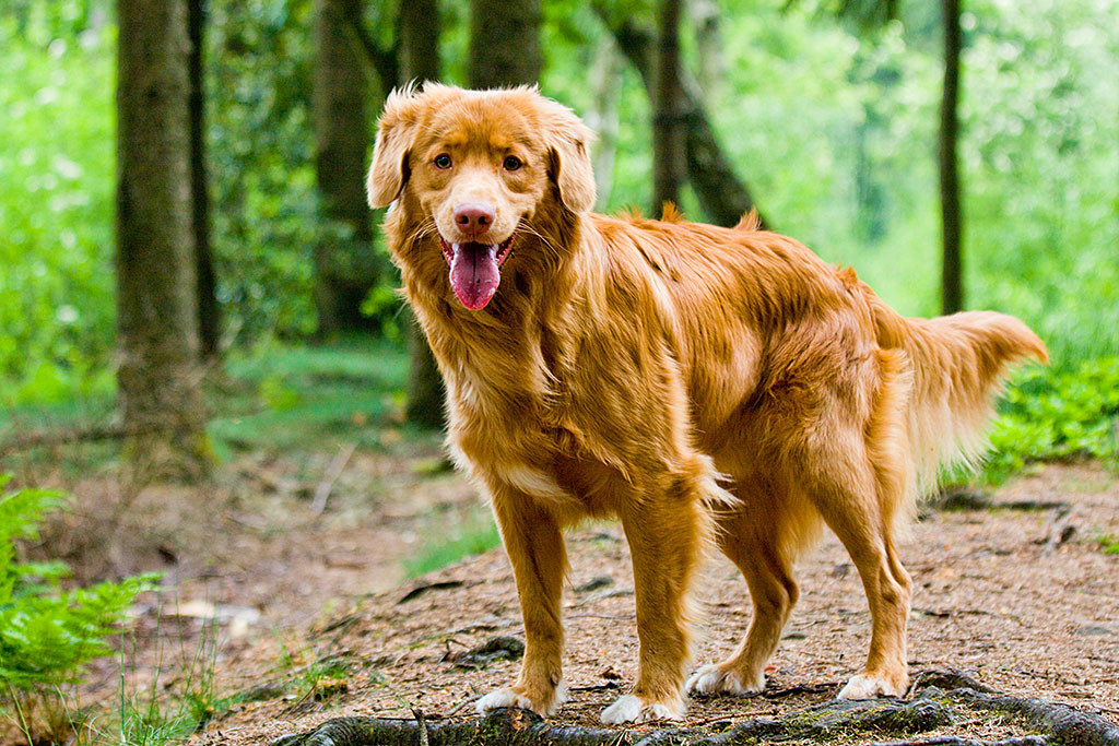 Edison steht mitten im Wald und lächelt in die Kamera