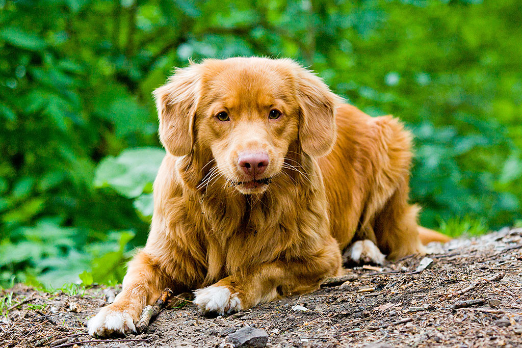 Edison beim Stöckchenkauen